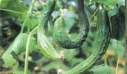 精绝在线吃瓜免费,揭秘免费吃瓜背后的精彩故事